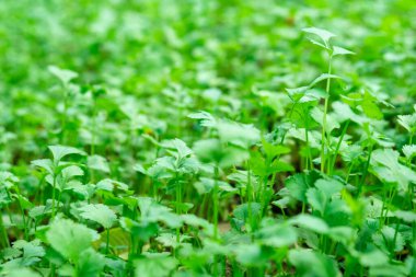 Genç kişniş yaprakları, taze yeşil sebzeler.
