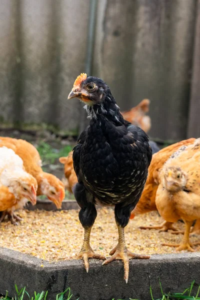 Many domestic chickens eat food, Chicken Flock. Animals