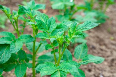 Sebze bahçesinde yetişen genç patates bitkileri. Tarım
