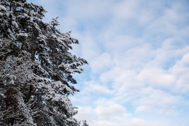 Karla kaplı ağaçlar ile kış arka plan.