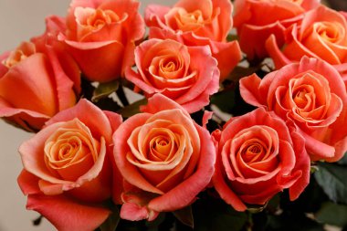 Pembe Gül arka plan. Taze çiçekler buket.