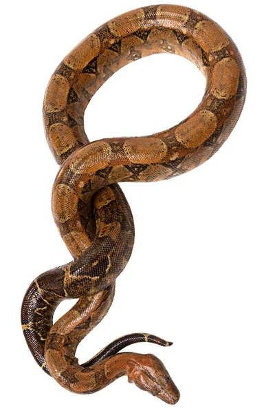Python beyaz arkaplanda izole edilmiş vahşi bir yılandır..
