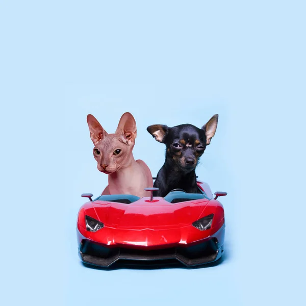 Vicces kollázs, koncepció játék terrier és macska az autóban, nyáron — Stock Fotó
