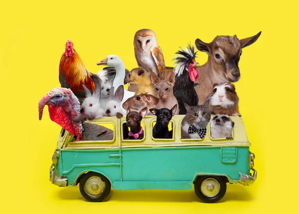 Grappige Collage Concept Dieren Retro Speelgoed Auto Zomervakantie — Stockfoto