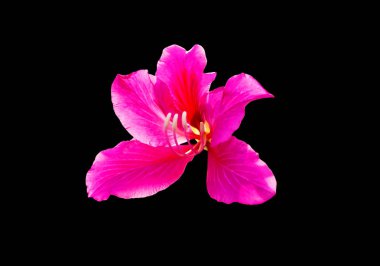 güzel mor bauhinia izole