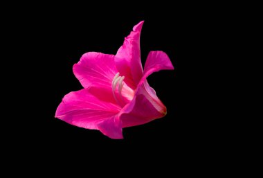 güzel mor bauhinia izole