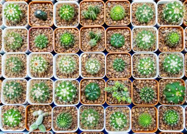 Tencere içinde küçük bir kaktüs