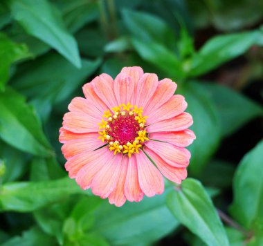 Bahçe taze zinnia çiçeği