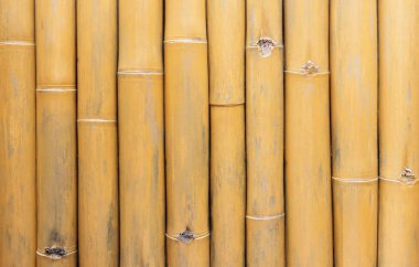 Arkaplan için bambu ağaçları