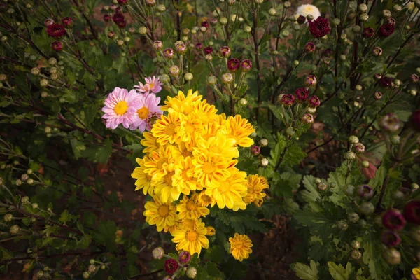 Chrysanthemum in garden — Stock Photo, Image