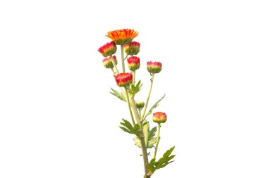 beyaz üzerine kırmızı krizantem