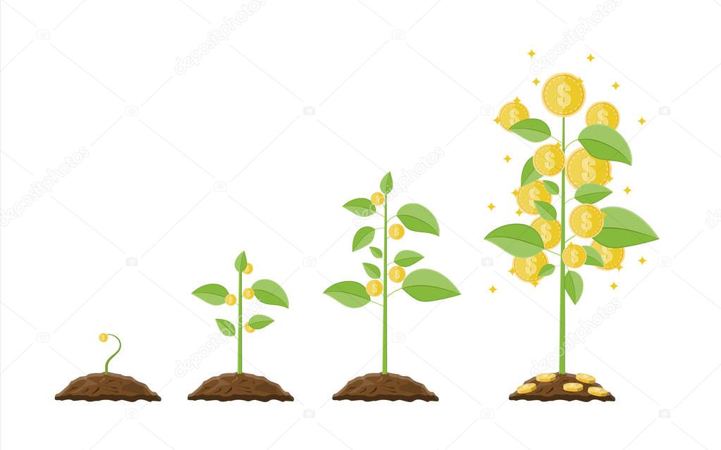 Growing money tree. Stages of growing.