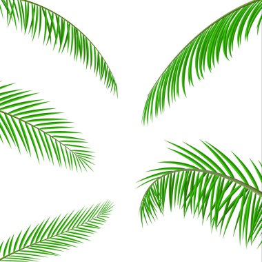 Tropical green leaves. Jungle leaves clipart
