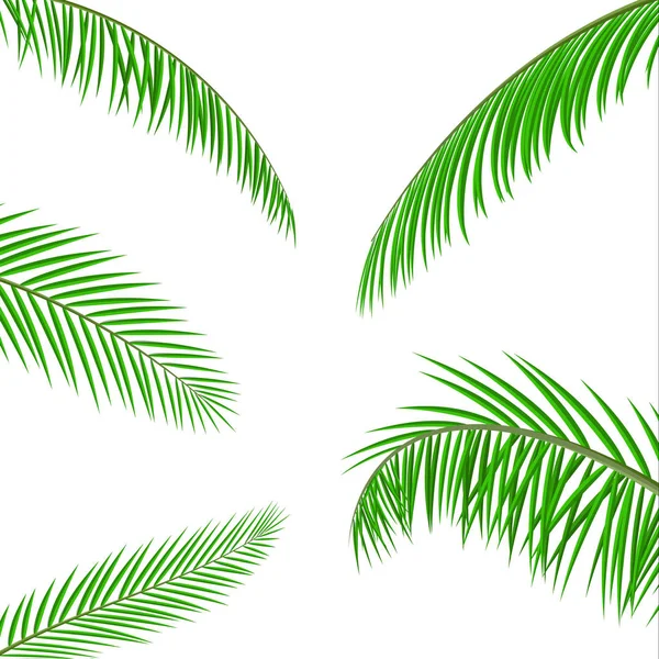 熱帯の緑の葉。ジャングルの葉 — ストックベクタ