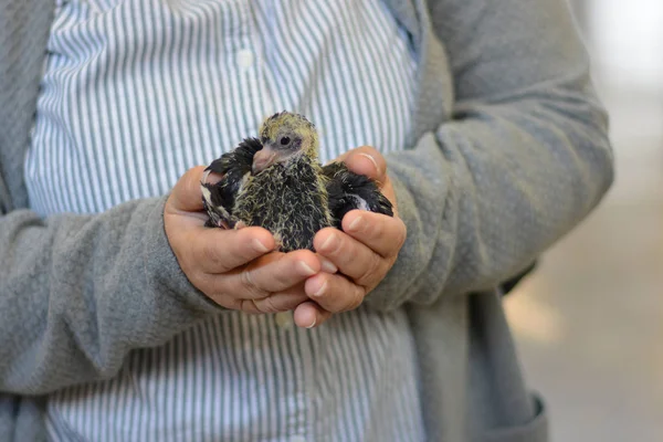 Small baby bird in woman\'s hands