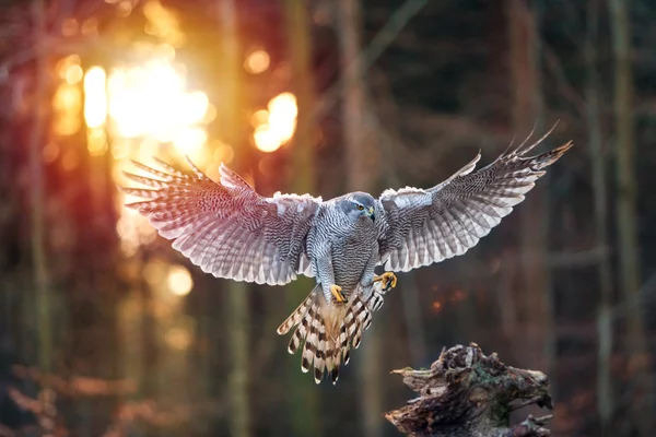 Günbatımı sırasında güdük ormanda Tarih iniş bir erkek çakır kuşu (Accipiter gentilis). Yaban hayatı fotoğraf.