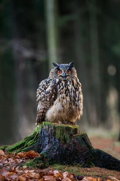 Avrasya kartal baykuş oturma güdük, yakın çekim, yaban hayatı fotoğraf (Bubo Bubo).