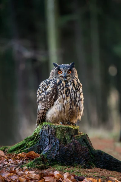 Avrasya kartal baykuş Bubo Bubo oturma güdük, yakın çekim, yaban hayatı fotoğraf.