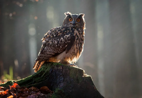 Avrasya kartal baykuş Bubo Bubo oturma güdük, yakın çekim, yaban hayatı fotoğraf.