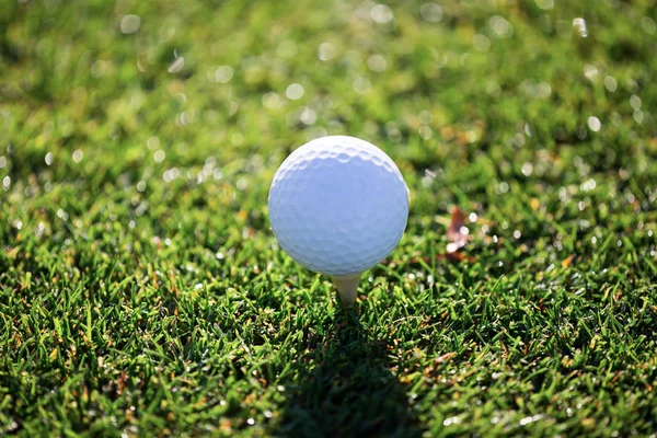 Golf ball on the tee — Stock Photo, Image