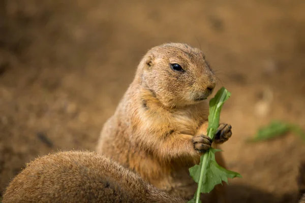 Siyah-kuyruk bozkır köpek çim yiyor.