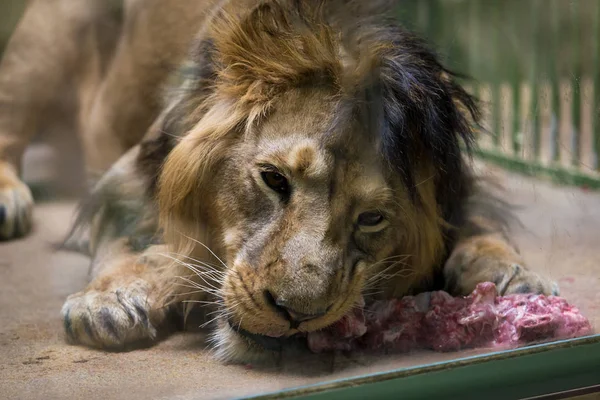 Hayvanlar, Aslan Kralı et hayvanat bahçesinde yer..