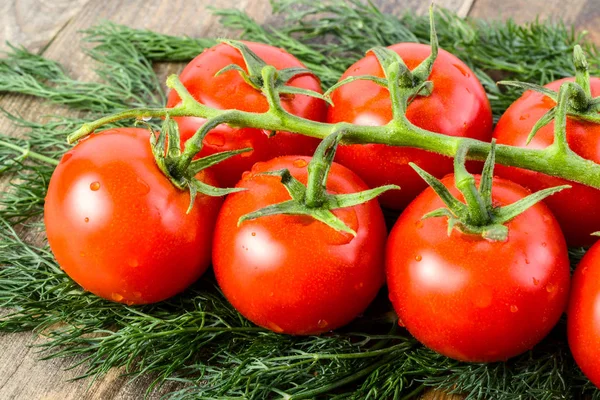 A branch of ripe fresh tomato with water drops and a lot of dill — Stock Photo, Image