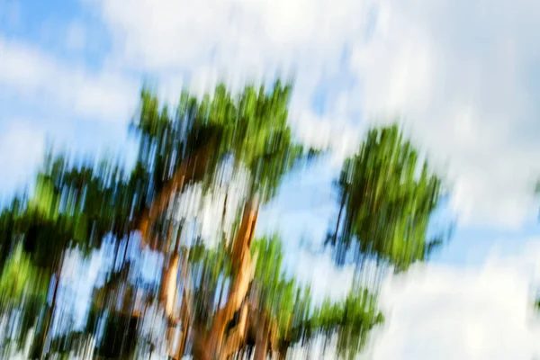 Rozmazané pozadí stromu deformované v vertikální pohyb. — Stock fotografie