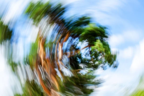 Rozmazané pozadí stromu deformované kruhovým pohybem. — Stock fotografie