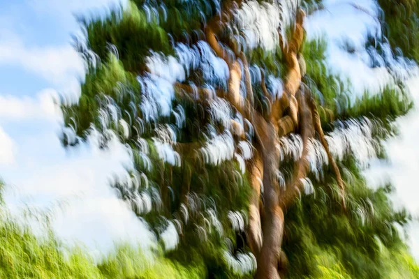 Rozmazané pozadí stromu deformované v vertikální pohyb. — Stock fotografie