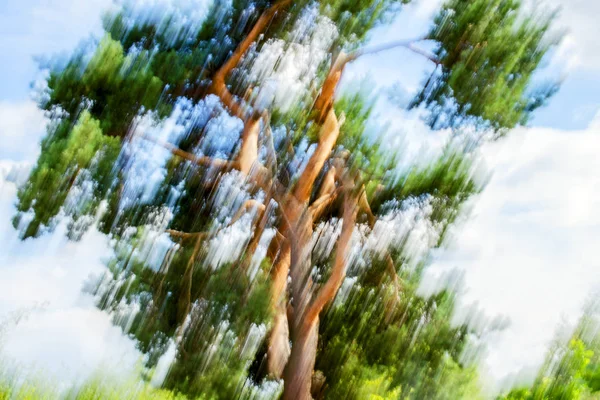세로 동작에 변형 나무의 배경을 흐리게. — 스톡 사진