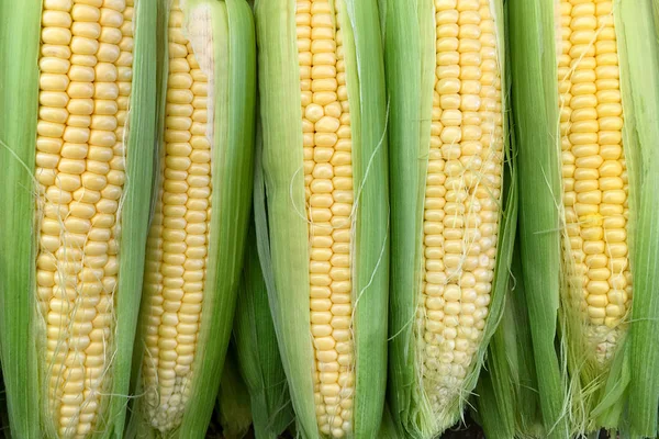 Background of young sweet corn. — Stock Photo, Image
