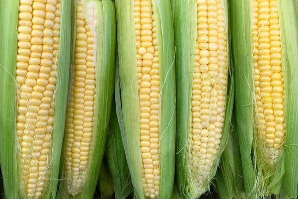 Bakgrund av unga sockermajs. — Stockfoto