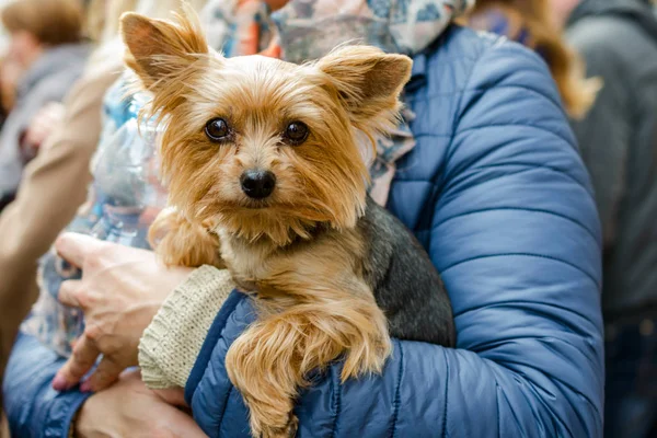 Küçük köpek sahibinin elinde. Kameraya benziyor.