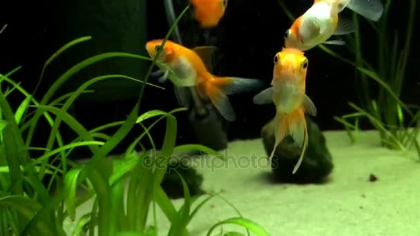 Guldfisk i akvariet. — Stockvideo