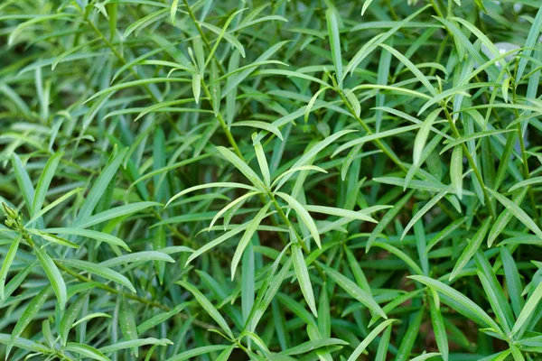 Lunga foglia verde è una bella texture pareti di sfondo. Naturale — Foto Stock