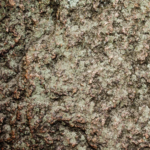 Roca de piedra con grietas y con una superficie rugosa. Texto marrón oscuro — Foto de Stock