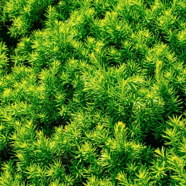 Natural bright green natural background. Texture of leaves or ne