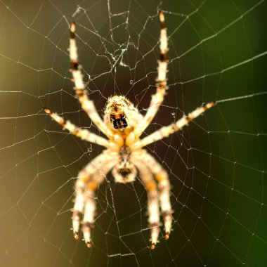 Örümcek Web. Açı aşağıdan. Seçici odak. 