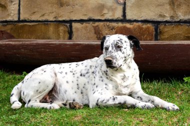 Köpek içinde belgili tanımlık yarda uzanarak. Açık havada ciddi dalmati portresi