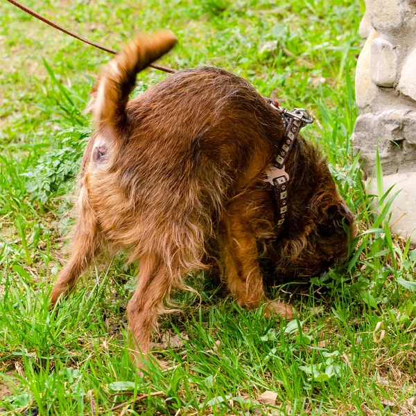 Hund Bryssel Griffon på en koppel nosar gräset på gården. Wi — Stockfoto