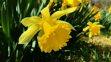 Bir grup sarı nergis çiçek veya nergis bahar sırasında yeşil çim. Rüzgarda. Yakın çekim.
