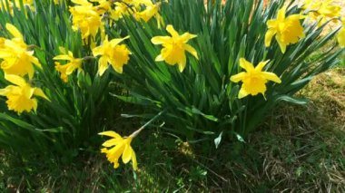 Bir grup sarı nergis çiçek veya nergis bahar sırasında yeşil çim. Rüzgarda. Yakın çekim.