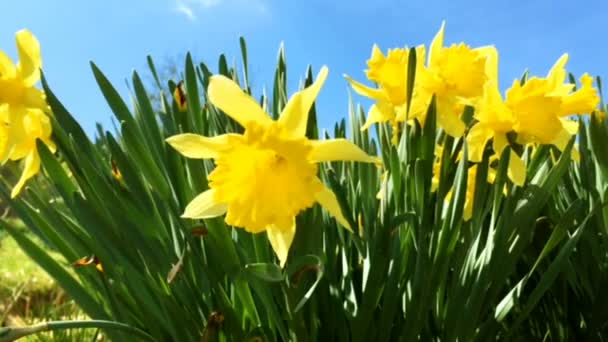 Bunch Yellow Daffodil Flowers Narcissus Green Grass Spring Blowing Wind — Stock Video