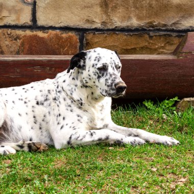 Dalmaçya köpeği yalan ve aşağı çim üzerinde dinlenme.