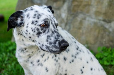 Namlu dışında bir Dalmaçyalı köpeğin bahçede yeşil çimenlerin üzerinde. Portra