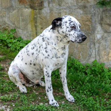 Dalmaçya köpeği oturan ve aşağı çim üzerinde dinlenme.