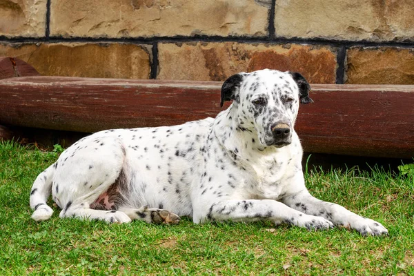 Dalmaçya köpeği yalan ve aşağı çim üzerinde dinlenme.