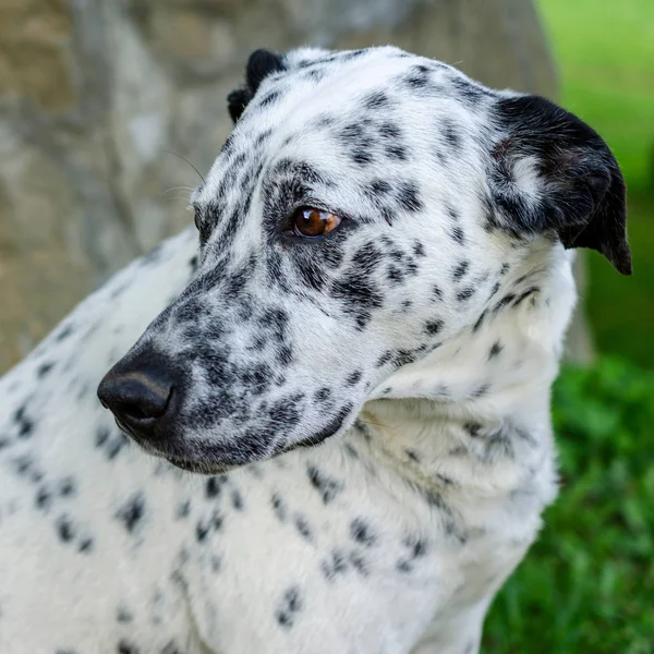 Muzzle of a dalmatian dog outside on green grass in yard. Portra