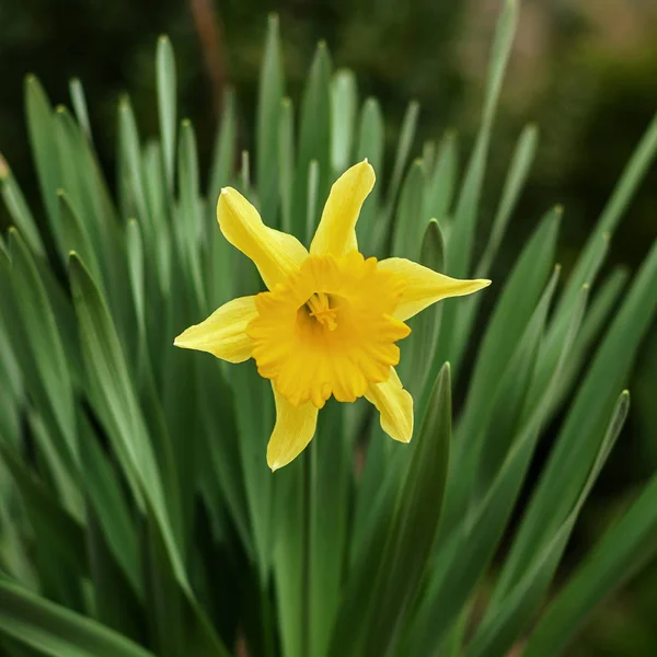 Ramo de flores de narciso amarillo o narciso, en hierba verde du — Foto de Stock